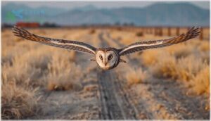 short-eared owl short-eared owl