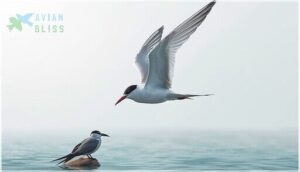 size, length, and wingspan size, length, and wingspan