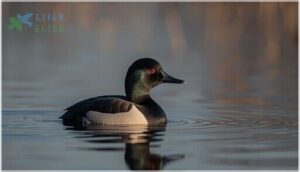 size, shape, and distinctive features size, shape, and distinctive features