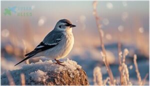snow bunting snow bunting
