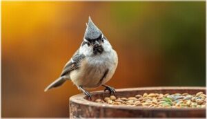 tufted titmouse tufted titmouse
