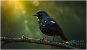 unraveling the mystery: rare white blackbirds unraveling the mystery: rare white blackbirds
