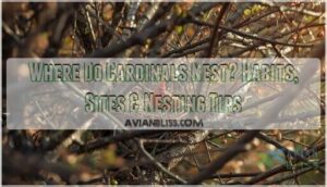 where do cardinals nest where do cardinals nest