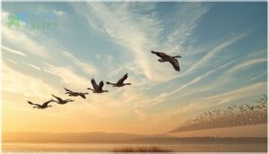 which bird species use the v formation which bird species use the v formation