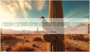 white winged dove white winged dove