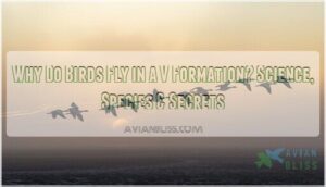 why do birds fly in a v formation why do birds fly in a v formation