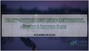 yellow crowned night heron yellow crowned night heron