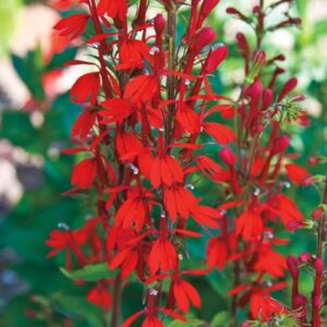 100PCS Cardinal Flower Seeds Red B0FL7H9VDX
