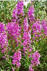 500 Fireweed Seeds, AKA Willow B00VP02V10