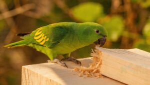 balsa wood for chewable perches balsa wood for chewable perches