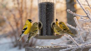 best seeds for finches and siskins best seeds for finches and siskins