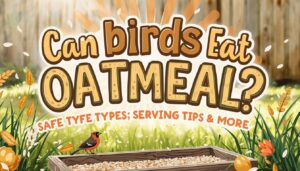 can birds eat oatmeal can birds eat oatmeal