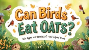 can birds eat oats can birds eat oats