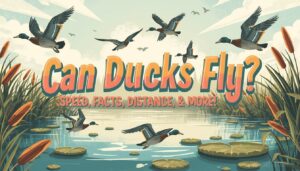 can ducks fly can ducks fly