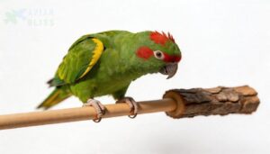 common mistakes bird owners make with perches common mistakes bird owners make with perches