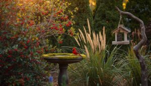 creating a cardinal-friendly habitat creating a cardinal-friendly habitat