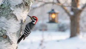downy woodpecker downy woodpecker