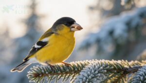 evening grosbeak evening grosbeak