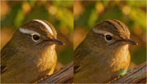 head and face mark differences head and face mark differences