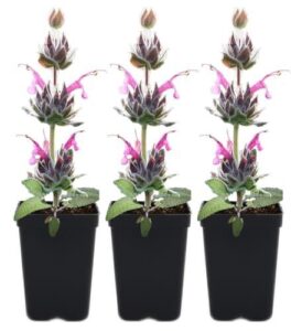 Hummingbird Sage 3 Live Plants B0G3R9TY17