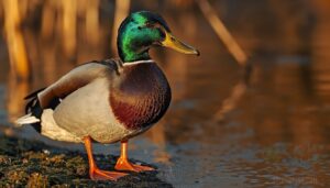 key physical traits of ducks key physical traits of ducks