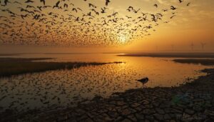 migratory birds under severe pressure migratory birds under severe pressure