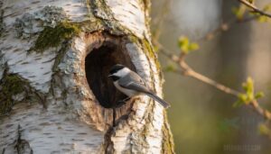 natural cavities they prefer natural cavities they prefer