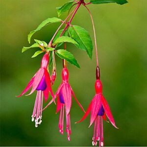 New Fresh 100pcs Purple Fuchsia B0CJC3WVR9
