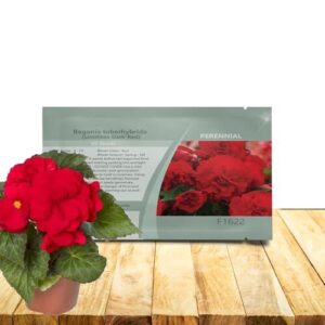 Outsidepride Dark Red Limitless Begonia B0D7QSP84V