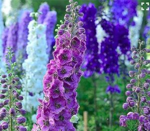 Pacific Giant Delphinium Mixed Colors B0CHDSQSDM