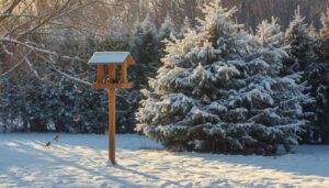 placing feeders near winter shelter placing feeders near winter shelter