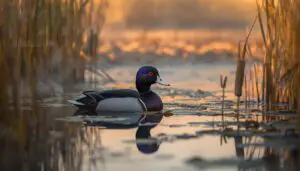ring-necked duck conservation status ring-necked duck conservation status