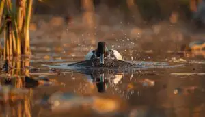 ring-necked duck diet and feeding ring-necked duck diet and feeding