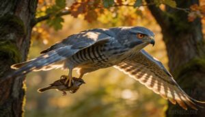 sharp-shinned hawk (≈100 g body weight) sharp-shinned hawk (≈100 g body weight)
