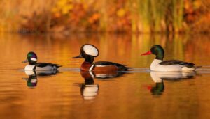 size comparison with buffleheads and other mergansers size comparison with buffleheads and other mergansers