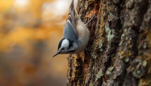 size, shape, and sparrow-like proportions size, shape, and sparrow-like proportions