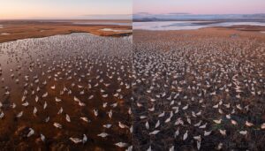 snow goose habitat and range snow goose habitat and range