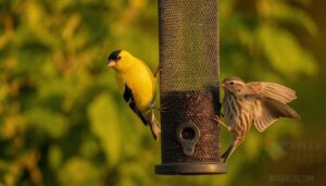 thistle feeders for nyjer and finch species thistle feeders for nyjer and finch species