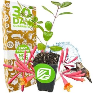 Trumpet Honeysuckle Coral Live Plant B01KMY0NN2