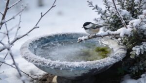 when birds avoid winter birdbaths when birds avoid winter birdbaths