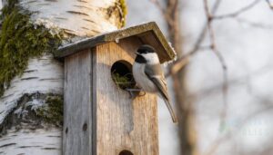when chickadees start nesting when chickadees start nesting
