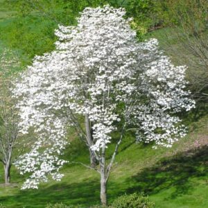 White Flowering Dogwood Tree B09NTFCVQG