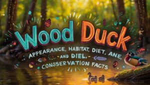 wood duck wood duck