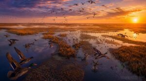 atlantic flyway marshes atlantic flyway marshes
