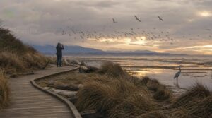 best coastal winter birding trails best coastal winter birding trails