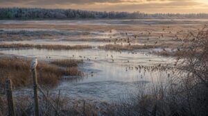 best winter birding hotspots best winter birding hotspots