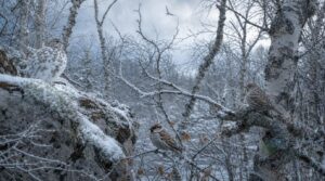 camouflage and predator avoidance camouflage and predator avoidance