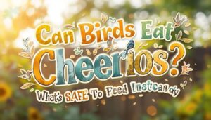 can birds eat cheerios can birds eat cheerios