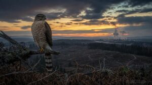 conservation status and threats conservation status and threats