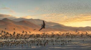 fall migration tours for raptors and shorebirds fall migration tours for raptors and shorebirds